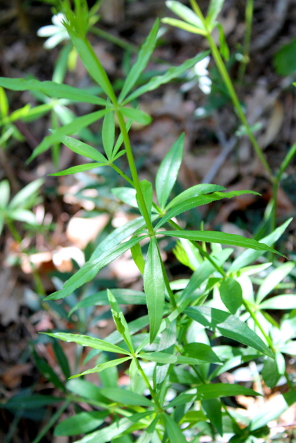 Campi Flegrei, Galium o Rubia?